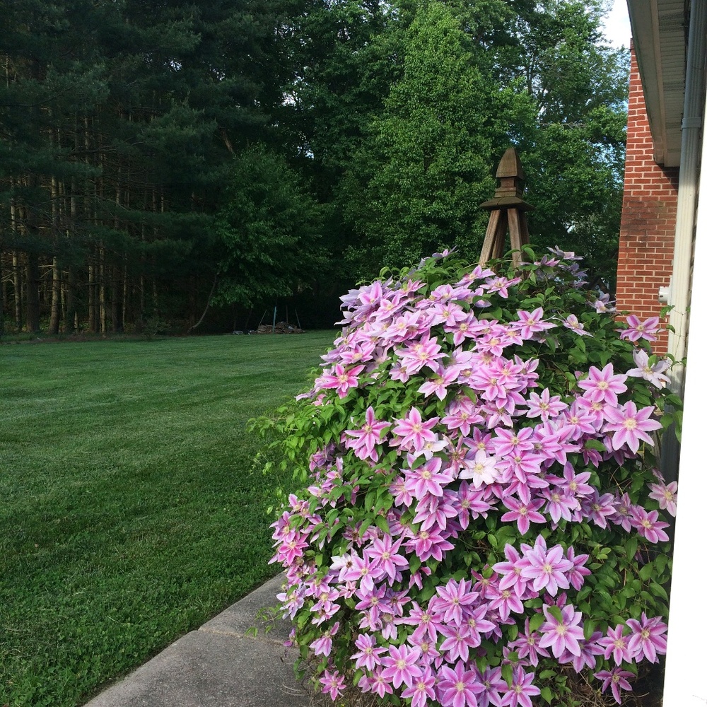 Meet your Posher, Carol